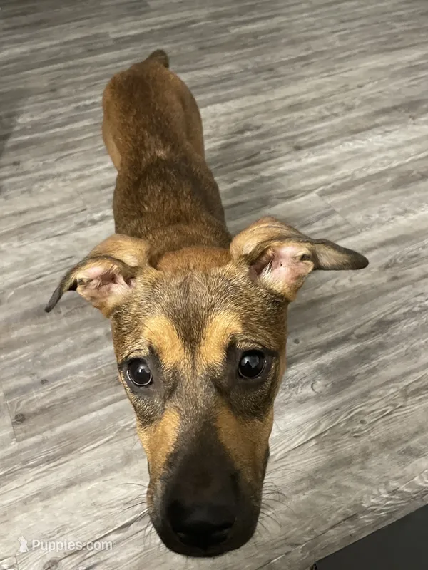 Princess – Boxer, Bullmastiff puppy for sale in Dallas, TX