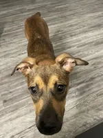 Princess, a female Boxer and Bullmastiff for sale in Dallas, TX – 1 of 1