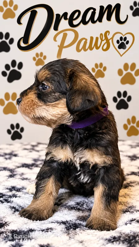 Mya – Schnoodle puppy for sale in Millville, NJ