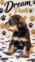 Mya, a female Schnoodle for sale in Millville, NJ – 1 of 4