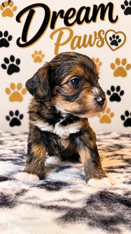 Princess – Schnoodle puppy for sale in Millville, NJ