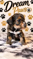 Princess, a female Schnoodle for sale in Millville, NJ – 1 of 4