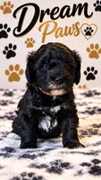 King, a male Schnoodle for sale in Millville, NJ – 2 of 5