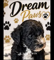 Toby, a male Schnoodle for sale in Millville, NJ – 2 of 3