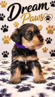 Mya, a female Schnoodle for sale in Millville, NJ – 4 of 4