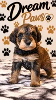 Gi Gi, a female Schnoodle for sale in Millville, NJ – 2 of 4