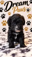 Bella, a female Schnoodle for sale in Millville, NJ – 2 of 3