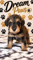 Gi Gi, a female Schnoodle for sale in Millville, NJ – 4 of 4