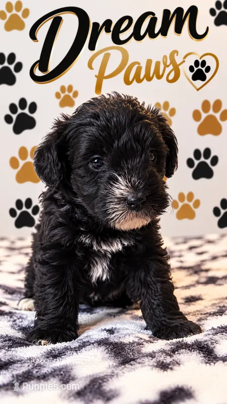Bella – Schnoodle puppy for sale in Millville, NJ