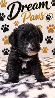 Bella, a female Schnoodle for sale in Millville, NJ – 1 of 3