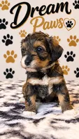 Princess, a female Schnoodle for sale in Millville, NJ – 3 of 4