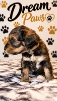 Princess, a female Schnoodle for sale in Millville, NJ – 4 of 4