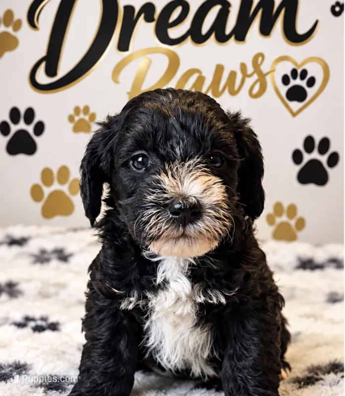 Toby – Schnoodle puppy for sale in Millville, NJ