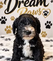 Toby, a male Schnoodle for sale in Millville, NJ – 1 of 3