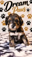 Princess, a female Schnoodle for sale in Millville, NJ – 2 of 4