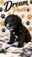 Bella, a female Schnoodle for sale in Millville, NJ – 3 of 3