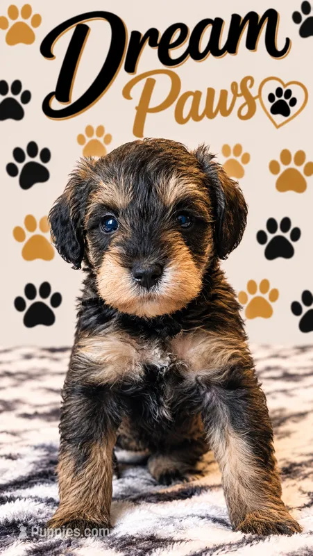 Gi Gi – Schnoodle puppy for sale in Millville, NJ