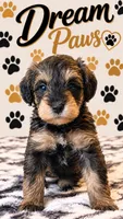 Gi Gi, a female Schnoodle for sale in Millville, NJ – 1 of 4