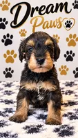 Mya, a female Schnoodle for sale in Millville, NJ – 2 of 4