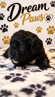 King, a male Schnoodle for sale in Millville, NJ – 3 of 5