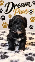 King, a male Schnoodle for sale in Millville, NJ – 1 of 5