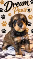 Gi Gi, a female Schnoodle for sale in Millville, NJ – 3 of 4