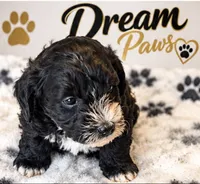 Toby, a male Schnoodle for sale in Millville, NJ – 3 of 3