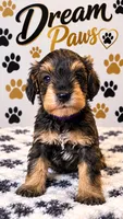 Mya, a female Schnoodle for sale in Millville, NJ – 3 of 4