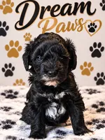 King, a male Schnoodle for sale in Millville, NJ – 5 of 5