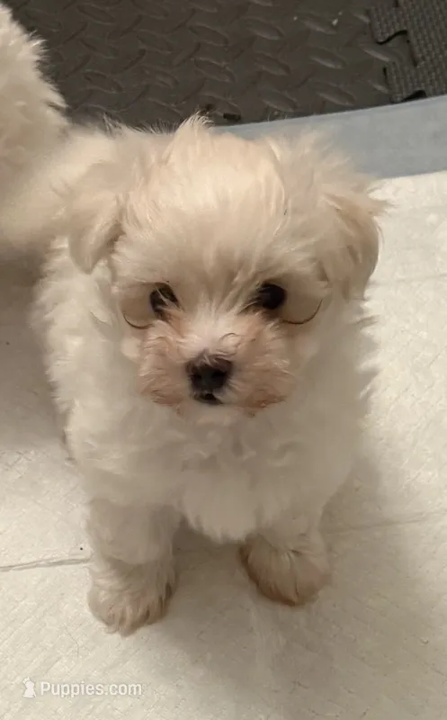 Georgie – Maltese puppy for sale in Clermont, FL