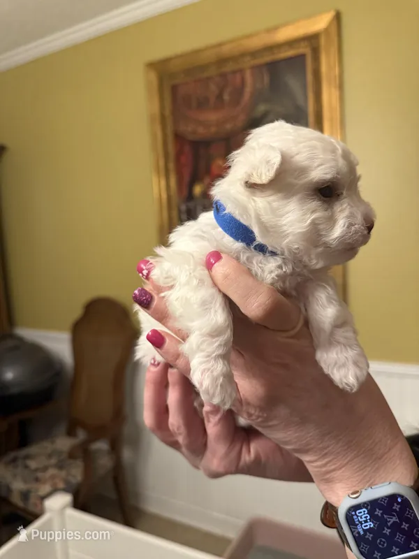 Leonard, a male Maltese for sale in Clermont, FL – Photo 1 of 1