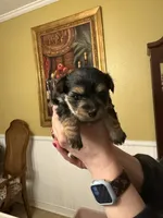 Penny, a female Morkie for sale in Clermont, FL – Photo 1 of 2
