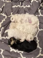 Penny, a female Morkie for sale in Clermont, FL – Photo 2 of 2