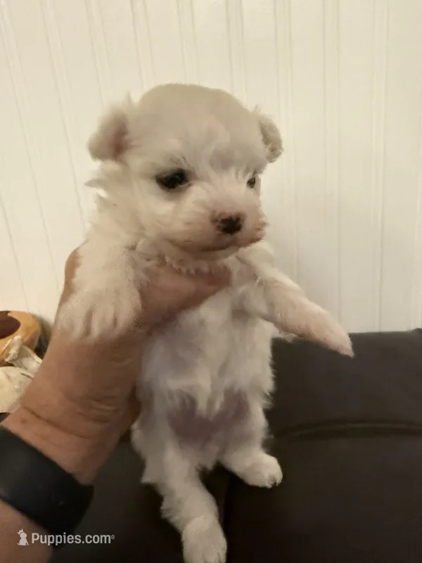 Mandy – Maltese puppy for sale in Clermont, FL