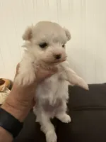 Mandy, a female Maltese for sale in Clermont, FL – 1 of 1