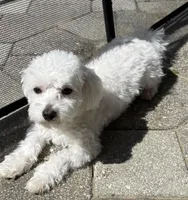 Jamie, a male Maltese for sale in Clermont, FL – Photo 2 of 4