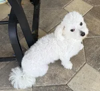 Jamie, a male Maltese for sale in Clermont, FL – Photo 3 of 4