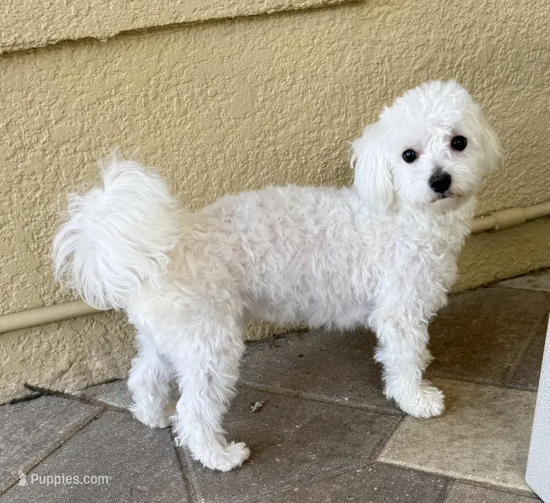 Jamie, a male Maltese for sale in Clermont, FL – Photo 1 of 4