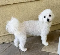 Jamie, a male Maltese for sale in Clermont, FL – Photo 1 of 4