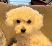 Jamie, a male Maltese for sale in Clermont, FL – Photo 4 of 4