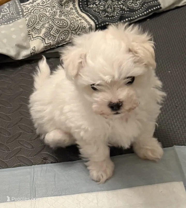 Mandy – Maltese puppy on hold in Clermont, FL
