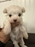 Georgie, a male Maltese for sale in Clermont, FL – 1 of 1