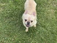 Bumble, a male French Bulldog for sale in Morgantown, WV – 2 of 4