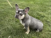 Holly, a female French Bulldog for sale in Morgantown, WV – 7 of 8