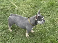 Holly, a female French Bulldog for sale in Morgantown, WV – 4 of 8