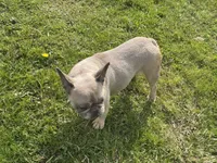 Asher, a male French Bulldog for sale in Morgantown, WV – 6 of 6