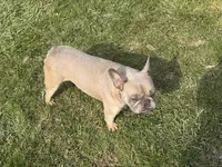 Asher, a male French Bulldog for sale in Morgantown, WV – 4 of 6