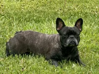 Lilly, a female French Bulldog for sale in Morgantown, WV – 2 of 2