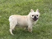 Bumble, a male French Bulldog for sale in Morgantown, WV – 3 of 4