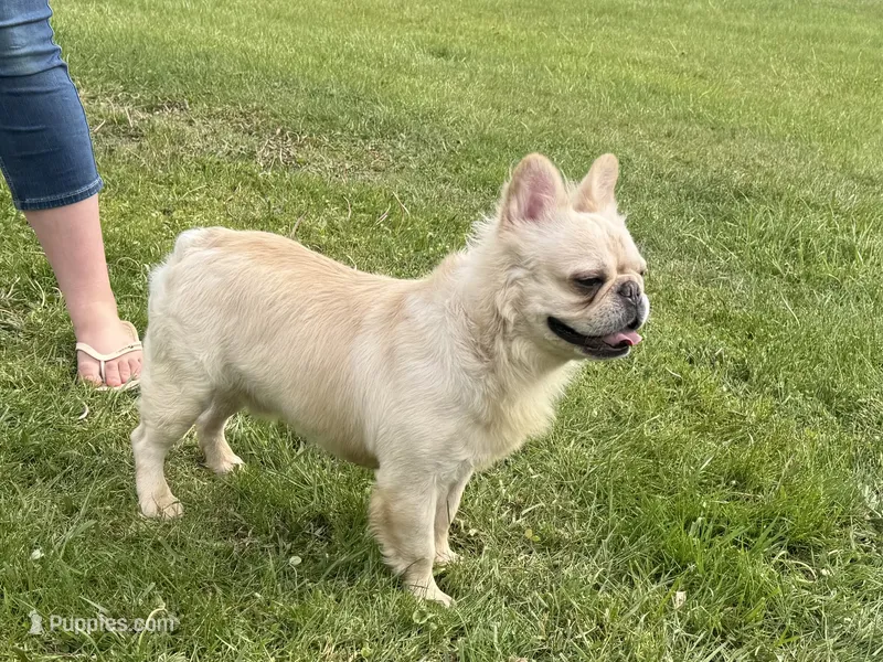 Bumble, a male French Bulldog for sale in Morgantown, WV – 1 of 4